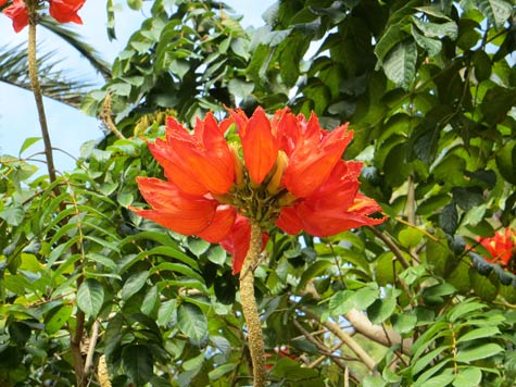 Tropical Flower